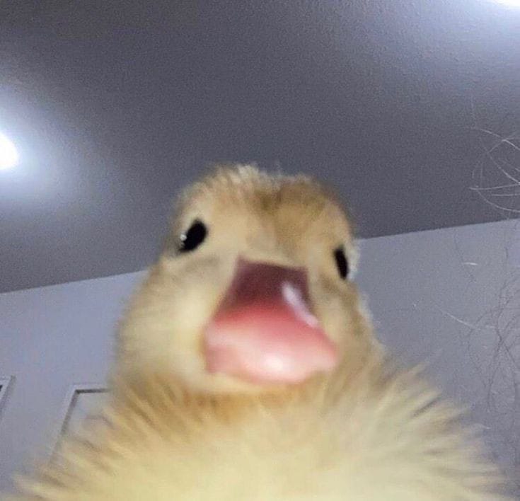 Sho